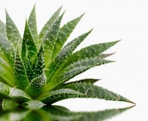 benefici aloe vera capelli