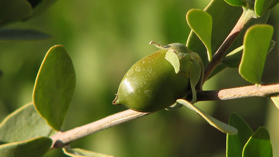 pianta di jojoba