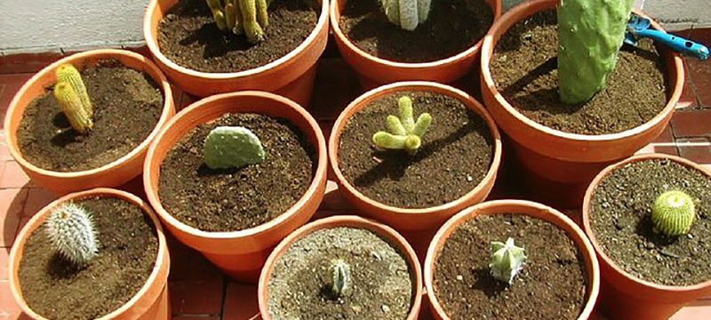 piante grasse