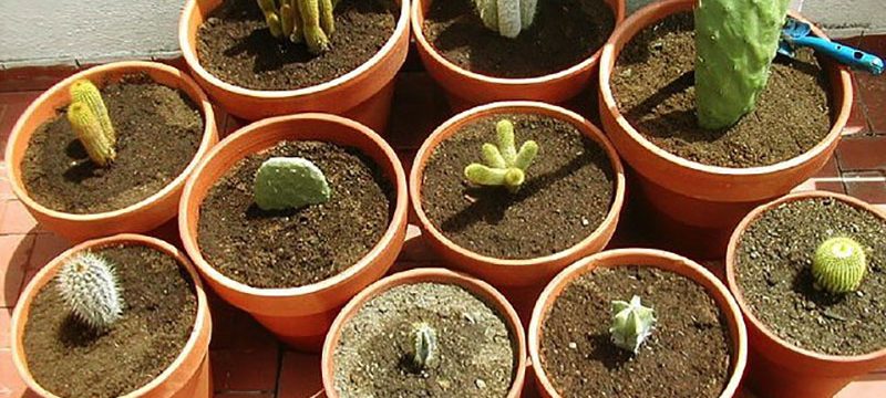 Piante grasse: belle e facili da curare, una breve guida. Vaso per cactus grande