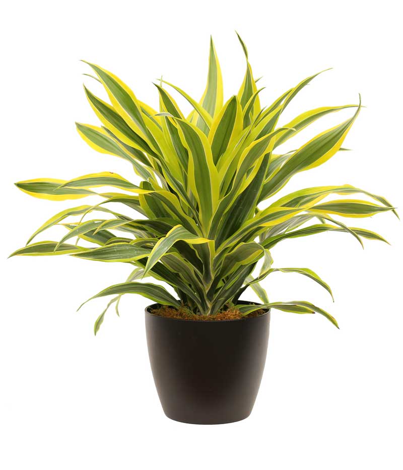 piante da appartemanto dracena