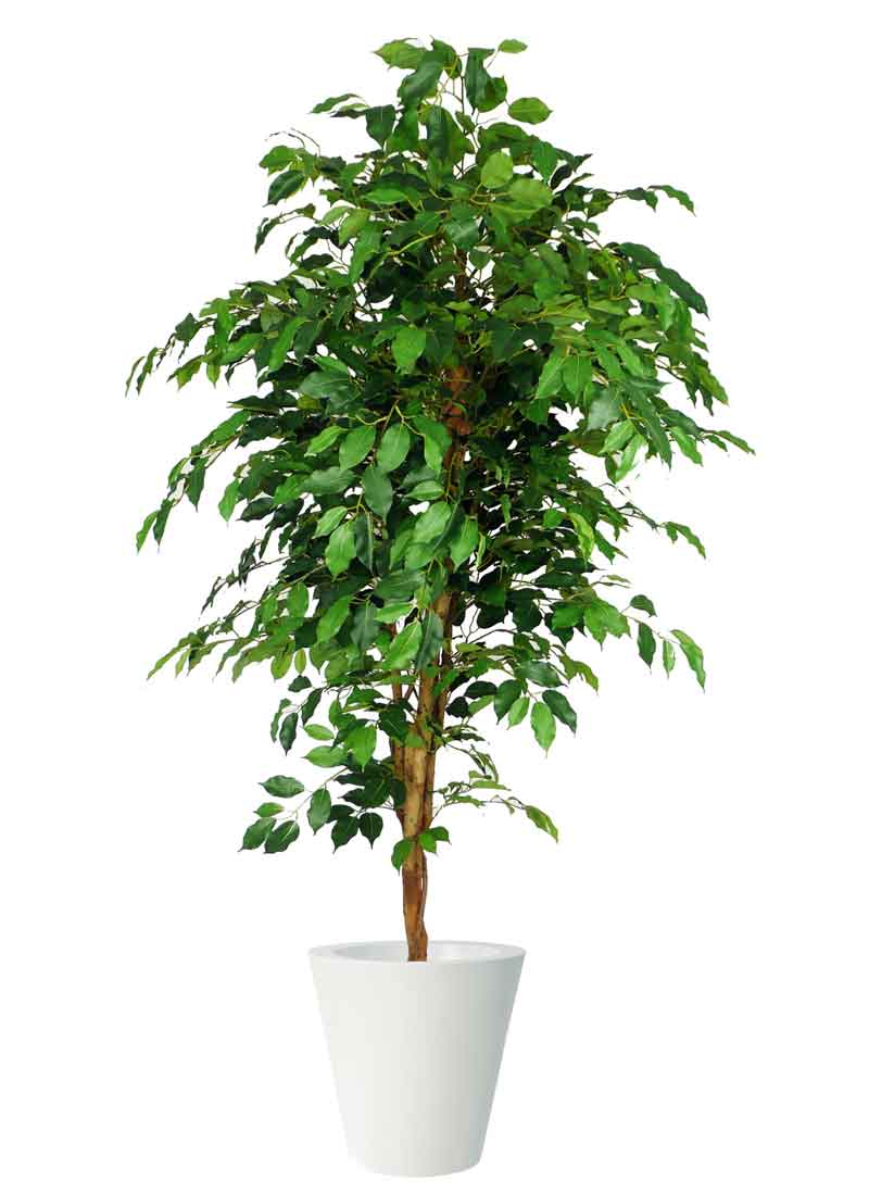 piante da appartamento ficus